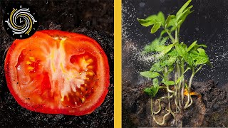 Growing TOMATOES Timelapse  Planting tomato slice to grow tomatoes Timelapse  2 weeks in 2 mins [upl. by Mutat]