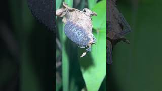 Common Rough Woodlouse On Plant At Night woodlouse nature [upl. by Myk]