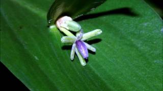 ruscus hypoglossum [upl. by Warton297]