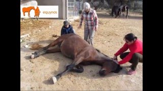 Reiki para aliviar dolor de cólico en caballo [upl. by Benildas652]