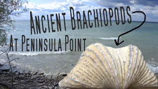 ANCIENT BRACHIOPOD FOSSILS AT PENINSULA POINT [upl. by Clemens]