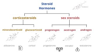 Steroid hormones and steroid hormone receptor activity profiles of progestogens [upl. by Cirenoj]