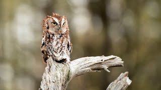 Red Eastern Screech Owl call  Sounds  hooting  Vocals [upl. by Ullyot928]