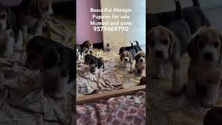 Beagle puppies for sale 9579469790 [upl. by Nuzzi989]