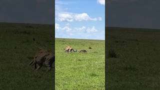 A Fox outruns three Cheetahs wildlife [upl. by Sacci]