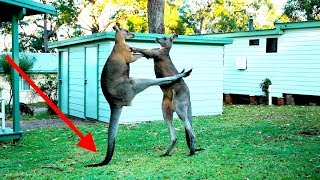 When Kangaroos Attack [upl. by Guy539]