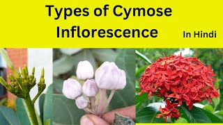 Cymose Inflorescence and it’s types in Hindi Types of Cymose inflorescence class 11 [upl. by Ettelimay838]