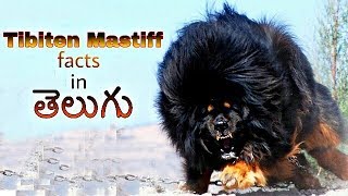 Tibetan Mastiff Dog Facts in Telugu  popular dog breed  Taju logics [upl. by Asiral]