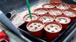 Bonsai Seed Propagation video 1  Update 2  quotPotting onquot [upl. by Rusert137]