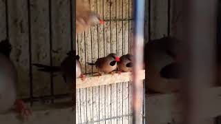 Shaft tail finch🥰youtube birds shortvideo birdslover [upl. by Haimaj]