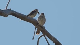 Kestrel Courtship And Mating [upl. by Eednar560]