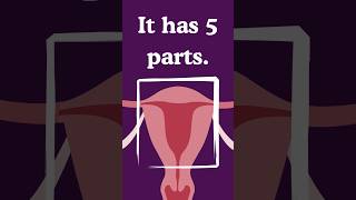 Parts of Uterus femaleanatomy youtubeshorts ytshorts [upl. by Jamila727]