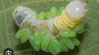 ON AIR REARING OF CATERPILLARS MOTHS BUTTERFLIES STICK INSECTS PARASITOIDS AT HOME entomology [upl. by Srednas]