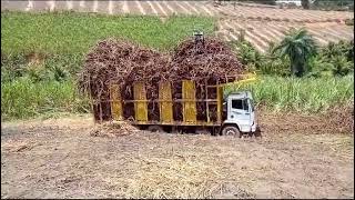 transporte da canadeaçúcar do engenho gaipior para usina ipojuca [upl. by Kir837]