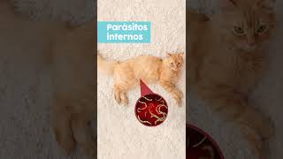 10 razones por las que los gatos vomitan gatos [upl. by Yuht]