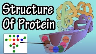 Protein  Structure Of Protein  What Is Protein Made Of  Structure Of Amino Acids Building Blocks [upl. by Namajneb710]