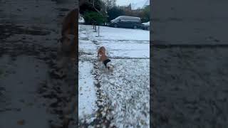 bulldog snow [upl. by Cenac]