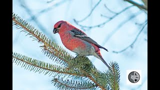 Durbec des sapins dans la courPine Grosbeak in the backyard [upl. by Madoc453]