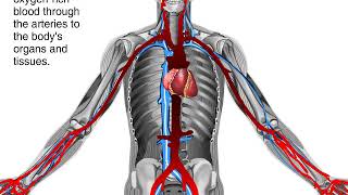 How Blood Flows through the Body Animation  Circulatory System Video [upl. by Virgie]