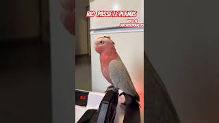 Rio passe le permis 🦜🤣video de larchedefrançois shorts animals viral [upl. by Ariada]