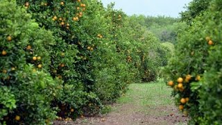 Producción y Exportación de Cítricos en el Eje Cafetero  TvAgro por Juan Gonzalo Angel [upl. by Reld]