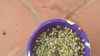 The easiest way to grow coriander  dhania  cilantro from seeds [upl. by Ot941]