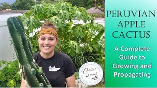 Peruvian Apple Cactus Your Complete Guide to Growing and Propagating 🌵 backyardgardening cactus [upl. by Adlare]