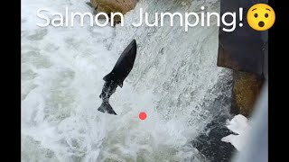 Salmon Run Salmon Jumping nature fishing livestream [upl. by Haag832]