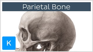 Parietal Bone  Definiton Location amp Sutures  Human Anatomy  Kenhub [upl. by Alyahs]