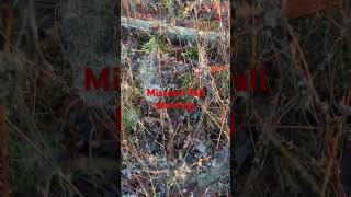 missouri hunting  fall  birdsounds  nature naturelovers  spiderwebs [upl. by Harolda]