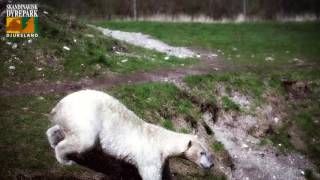 Isbjørne i Skandinavisk Dyrepark [upl. by Chicky570]