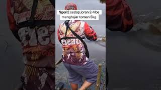 mancing toman pakai joran lentur [upl. by Kyla973]