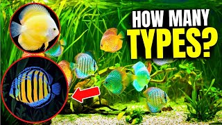 The 21 BEST Types Of Discus Fish [upl. by Nami]