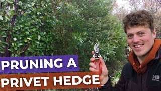 How to Prune a large Privet Hedge Reduction with Hand Tools [upl. by Ayvid]