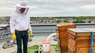 Rooftop beekeeping amp Flow Hive honey harvesting in The Hague [upl. by Meeks405]