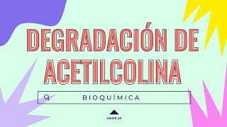 💥DEGRADACIÓN DE ACETILCOLINA 22 Dónde ocurre Enzima  NT [upl. by Pearse]