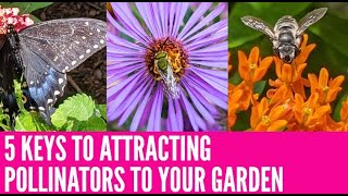 🦋 Help SAVE THE POLLINATORS with these 5 CRUCIAL STEPS 🐝🐞🐛 [upl. by Gnus]