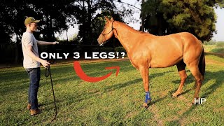 How To HOBBLE A Horse Correctly 3 Methods [upl. by Jovia]