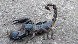 😱 Giant Black Scorpion  Wildlife Thailand 😨 [upl. by Paxon189]