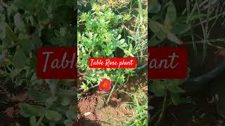 online sale table Rose plant [upl. by Chase]