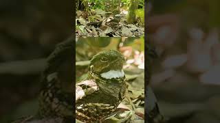 Nightjar yawns bird wildlife nightjar camouflage [upl. by Rheims873]