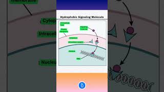 Signalling of Hydrophobic Molecule Internal Receptor [upl. by Farrel]