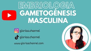 Gametogénesis masculina Embriología humana medicina [upl. by Alyos986]