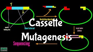 Cassette Mutagenesis  Site Directed Mutagenesis  Oligonucleotide Directed Mutagenesis [upl. by Acinoryt911]