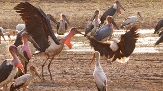 Marabou Stork VS Fish Eagle  Dynasties On Location  BBC Earth [upl. by Llerrut]