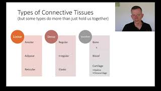 Intro to connective tissue  extracellular matrix [upl. by Carbrey547]