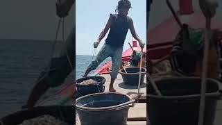 ikan malong hasil tangkapan tali pancing rawai nelayan [upl. by Nnylkcaj511]