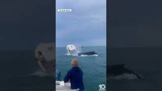 Breaching whale capsizes boat off NewHampshire coast [upl. by Seadon]