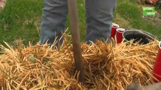 Planting Sweet Potato in Straw Bales [upl. by Harolda]