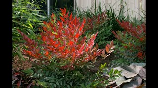 Awesome Evergreen shrubs for Fall colorNandinasGardenStyle nw [upl. by Safko499]